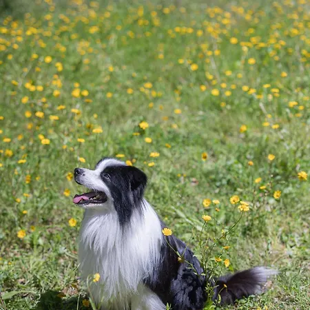 مزرعة للإقامة Casanova *